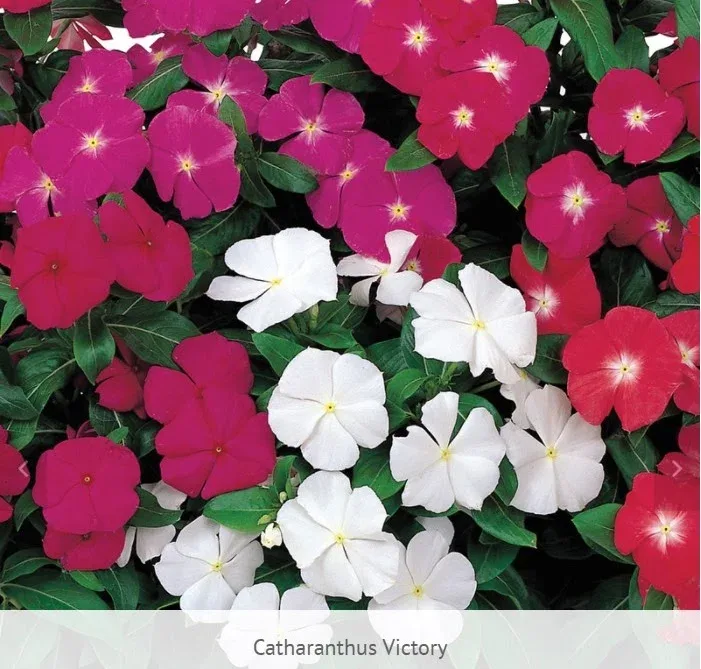 Vinca Victory
