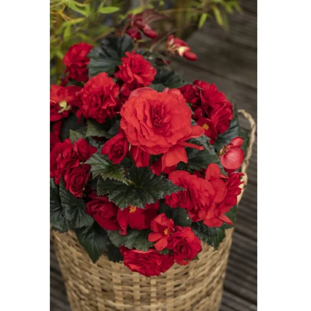 Begonia Syng
