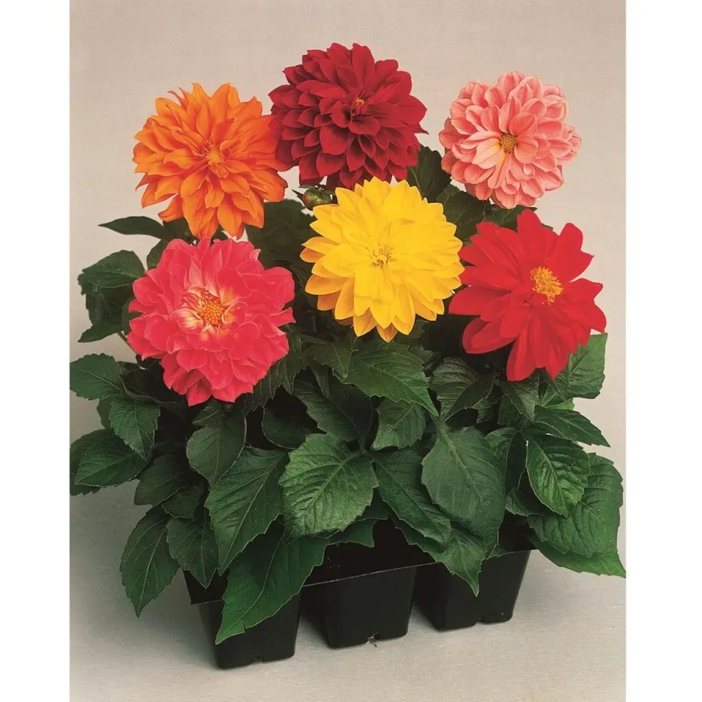 Dahlia Syng