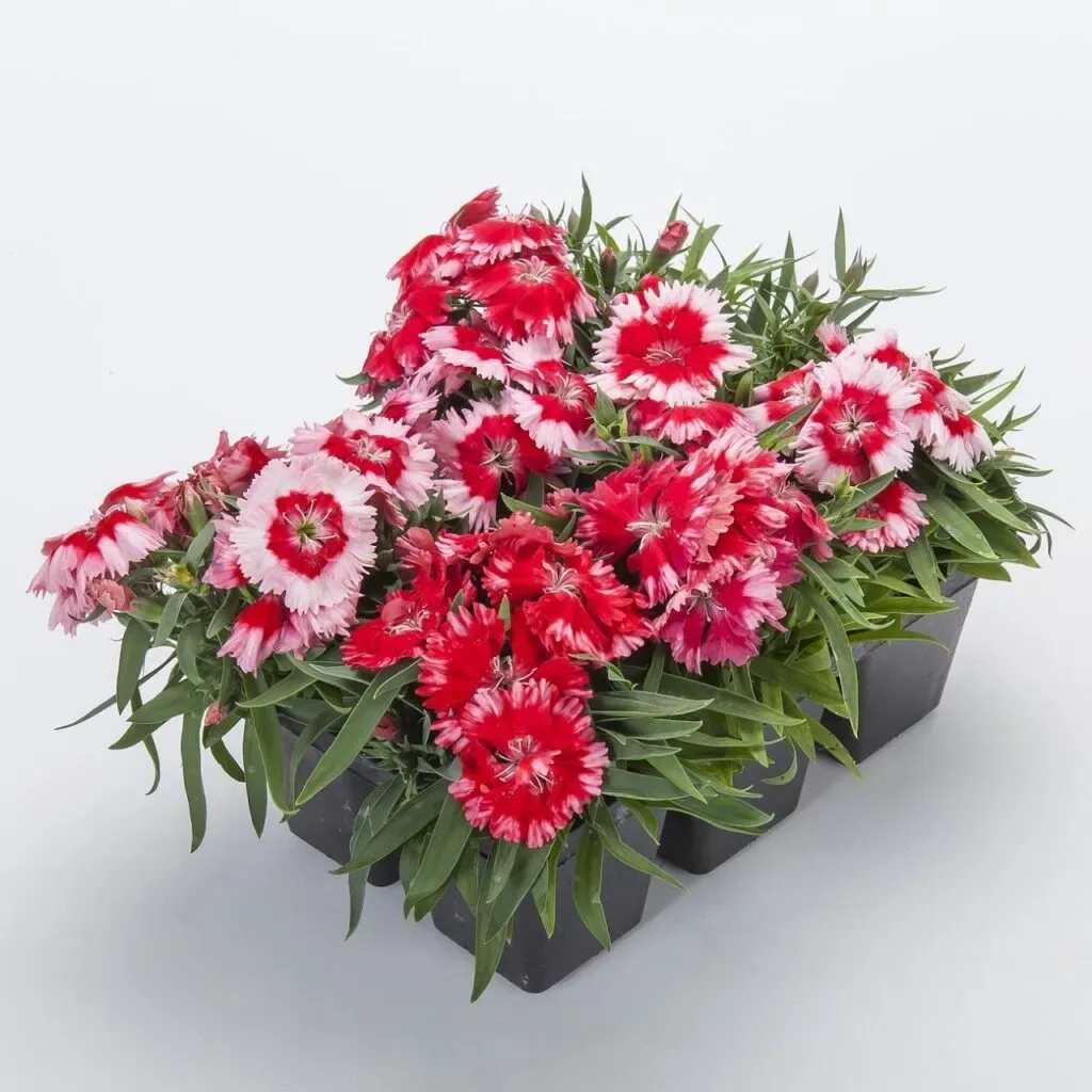 Dianthus Syng