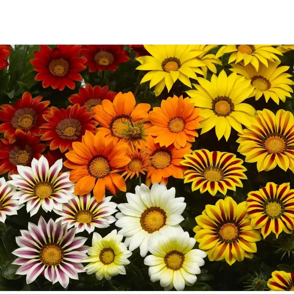 Gazania Syng