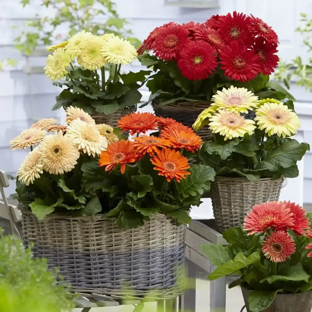 Gerbera Syng