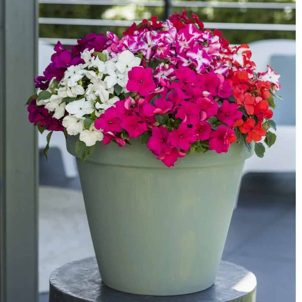 Impatiens Syng