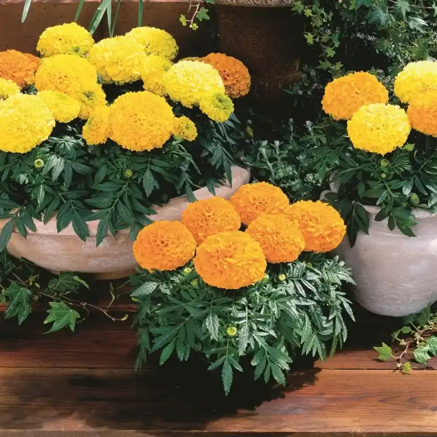 Marigold Syng