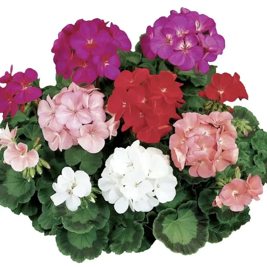 Pelargonium-syng