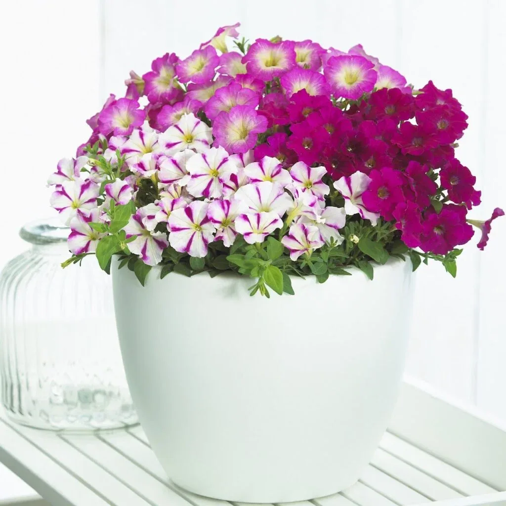 Petunia Syng