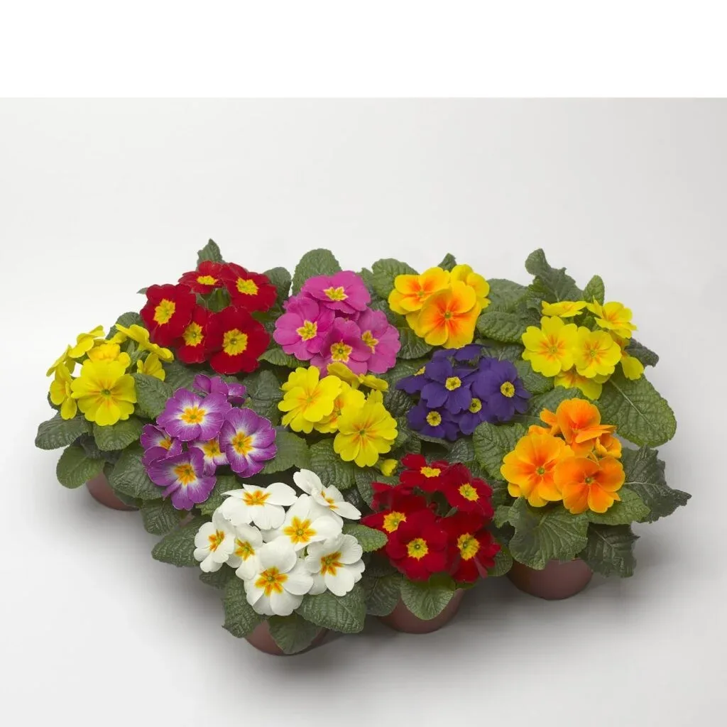 Primula Syng
