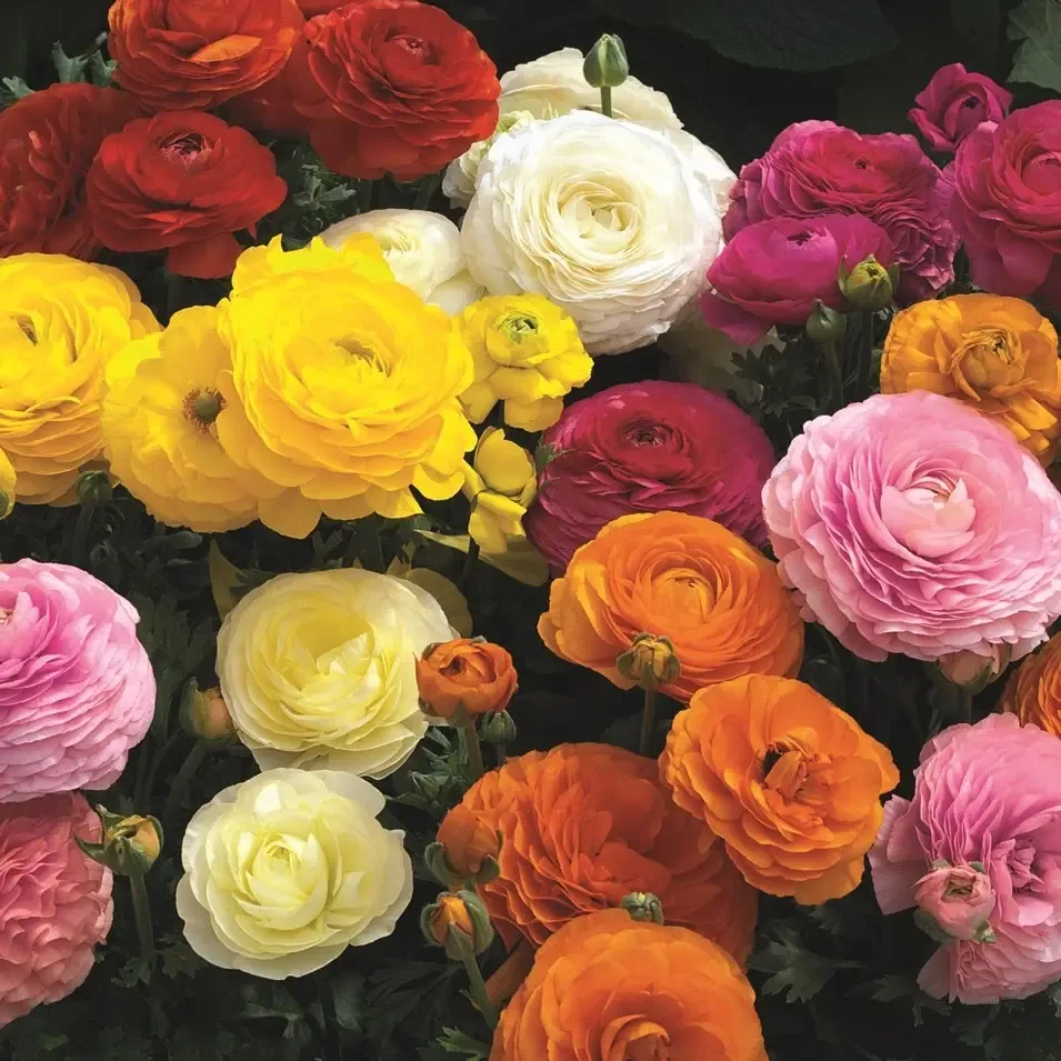 Ranunculus Syng
