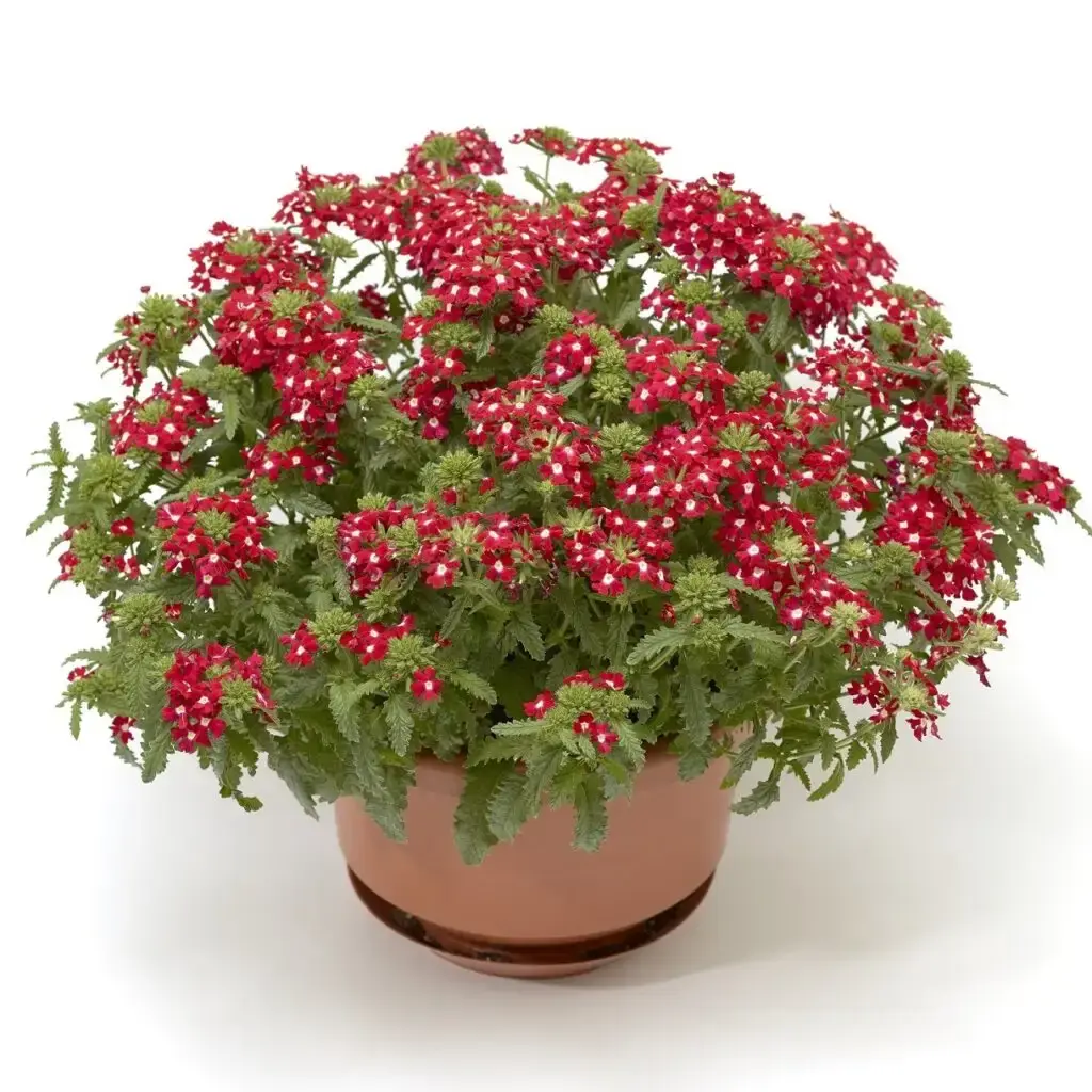 Verbena Syng
