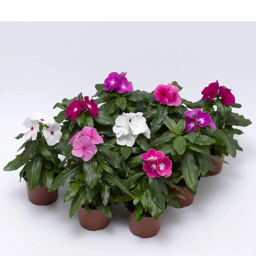 Vinca Syng