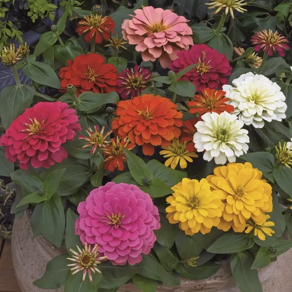 Zinnia Syng