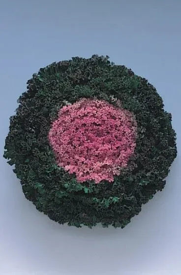 Ornamental Cabbage Kamome