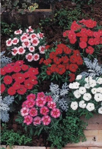 Dianthus Carpet