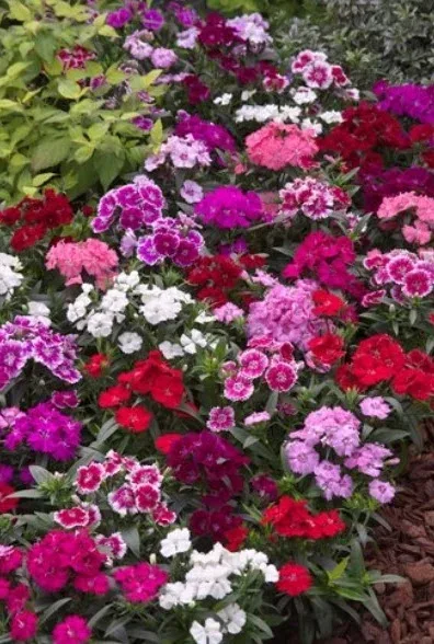 Dianthus Telstar