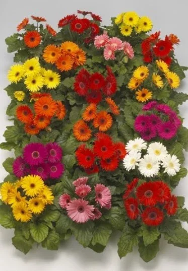 Gerbera Royal