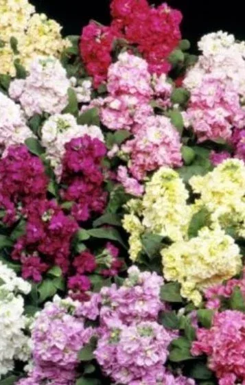 Matthiola Cinderella