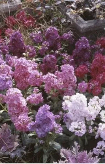Matthiola Harmony