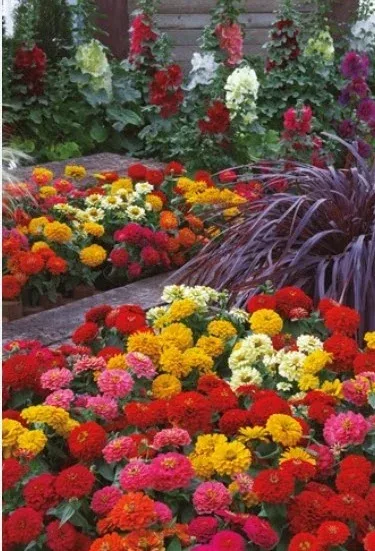 Zinnia Dreamland