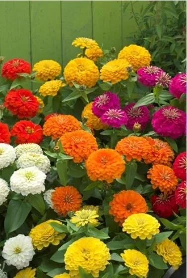 Zinnia Preciosa